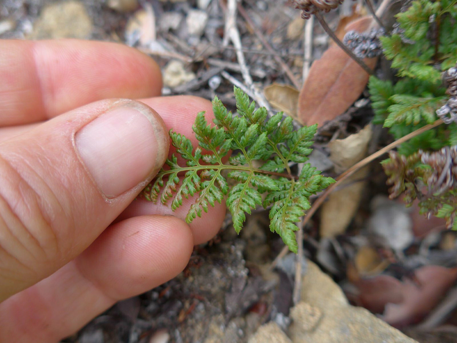 High Resolution Aspidotis californica Leaf